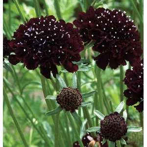   Flower Scabiosa Black Knight 50 Seeds per Packet Patio, Lawn & Garden