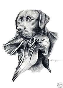 BLACK LAB Drawing hunting Dog Art ACEO Print Signed DJR  