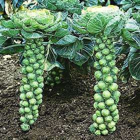 Brussels Sprouts  Long Island Improved seeds V 352  