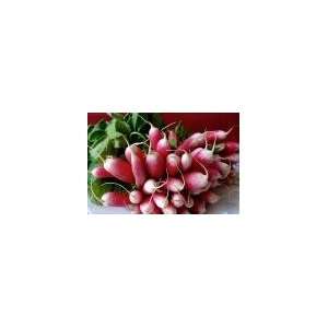  Todds Seeds   Radish   French Breakfast Radish Seed, Sold 