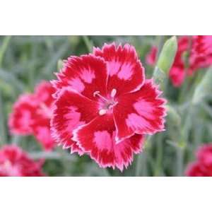  Strawberry Sorbet Dianthus Seed Pack Patio, Lawn & Garden