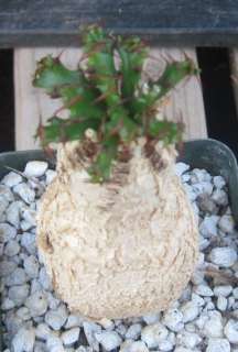 Euphorbia squarrosa Fat Caudex and Succulent Stems 1  