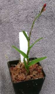 EPIPHRONITIS VEITCHII FCC/RHS ORCHID PLANT IN BUD  