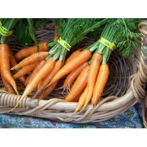  Danvers Half Long Heirloom Carrot Seeds **Closeout 