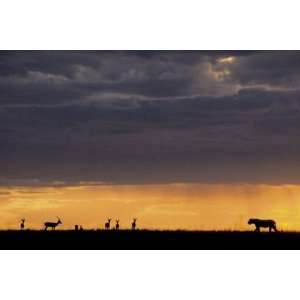  Animals Posters: Lion   Lioness Hunting   61x91.5cm: Home 