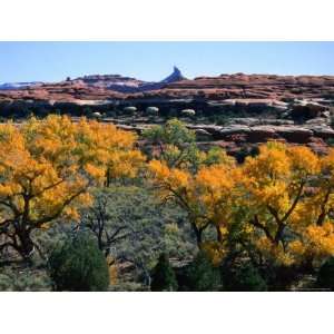  Cottonwoods along Squaw Creek at the Needles, Canyonlands 