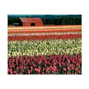  Springbok Field of Tulips 2000 Piece Jigsaw Puzzle: Toys 