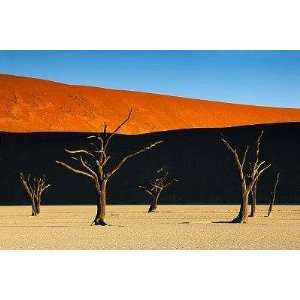  Bare Trees at Dead Vlei   Peel and Stick Wall Decal by 