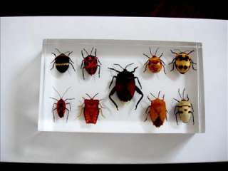 set of 9 different real Bugs specimen encased in our proprietary 