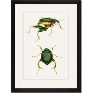  Black Framed/Matted Print 17x23, Beetles: Scarabaeus 