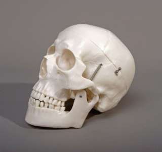 life size human skull new 1st quality with key card labeling 91 parts 