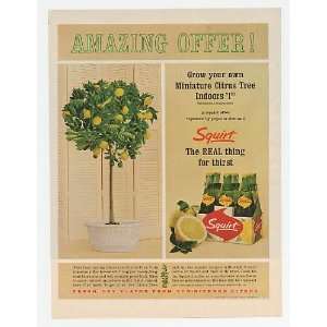  1964 Squirt Soda Citrus Tree Offer Print Ad