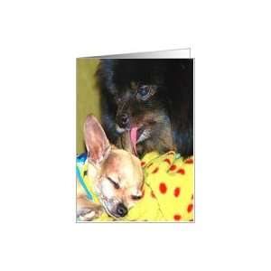  funny chihuahua dog girl birthday Card: Health & Personal 
