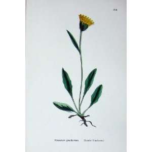  Slender Hawkweed Sowerby Plants C1902 Hieracium Colour 