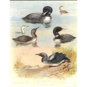  Large Thorburn Birds Divers Antique Print Ducks Prints 