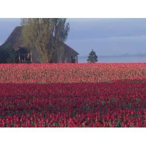 Tulip Fields and Barn, Skagit Valley, Washington, USA Photographic 