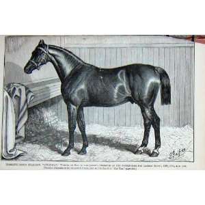   1890 Horse Thoroughbred Stallion Suleiman 