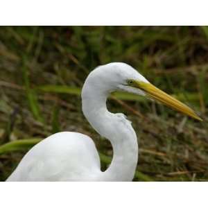  Great Egret, Everglades National Park, Florida Premium 