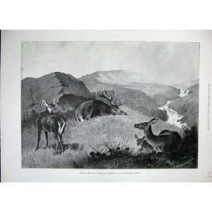  1896 Archibald Thorburn Hunting Deer Stag Fine Art: Home 