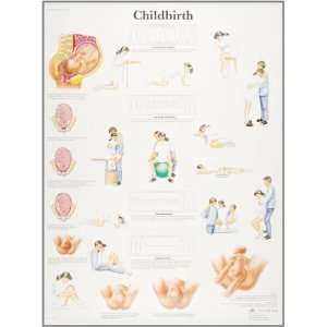 3B Scientific VR1555UU Glossy Paper Childbirth Anatomical Chart 