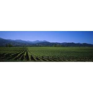  Vine Crop in a Field, Marlborough, South Island, New 