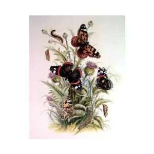  Painted Lady Red Admiral    Print
