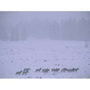  A Herd of Elk Cross a Field During a Snow Storm Stretched 