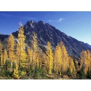  Mt. Stuart with Golden Larch Trees, Alpine Lakes 