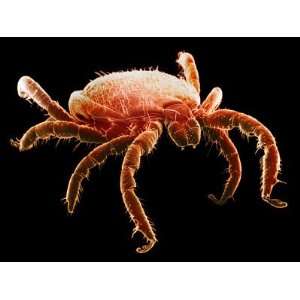 The Deer Tick, Ixodes Dammini, Is the Vector of Lyme Disease 