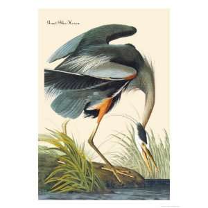   Giclee Poster Print by John James Audubon, 12x16