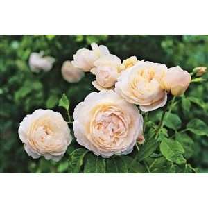  Windermere (Rosa English Rose)   Bare Root Rose: Patio 