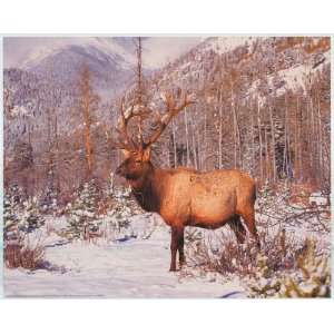  Rocky Mountain Elk in Wild   Photography Poster   16 x 20 