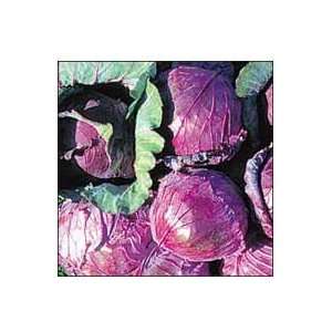  Cabbage, Mammoth Red Rock Patio, Lawn & Garden