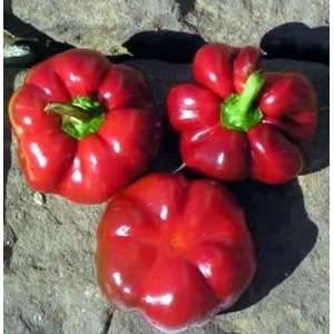  of Hungary Pimento Pepper 4 Plants   Heirloom Patio, Lawn & Garden