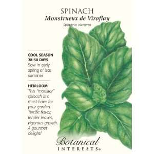  Spinach Monstrueux de Viroflay Heirloom Seeds Patio 