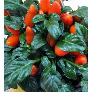  Salsa Orange Hot Pepper Plant   Grow Indoors or Out Patio 