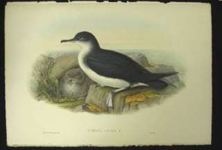   Hand Colored Lithograph Antique Print Manx Shearwater Bird 1862  