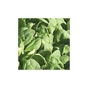  Renegade F 1 Spinach   100,000 Seeds Patio, Lawn & Garden