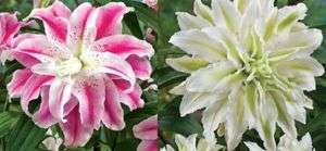 DOUBLE Flowered Oriental Lily Bulbs ~ Lodewijk, Sweet Rosy  
