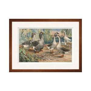  Pair Of Toulouse Geese And Chinese Geese Framed Giclee 