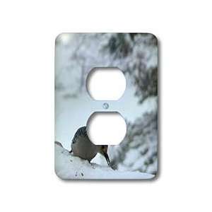 Beverly Turner Bird Photography   Red Headed Woodpecker   Light Switch 