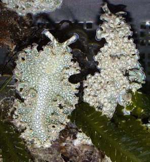 GRN LETTUCE NUDIBRANCH   SOFT CORAL & LIVE CORAL SAFE  