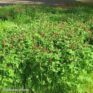  Crimson Clover Seeds: Patio, Lawn & Garden