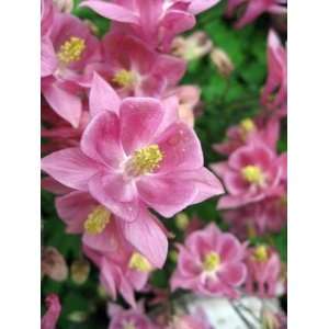  Pink Columbine Flower Seeds Patio, Lawn & Garden