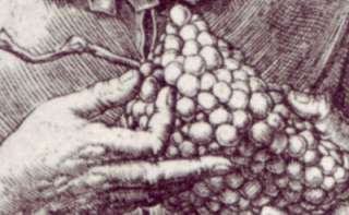 Detail from Old Woman with a Bunch of Grapes,, engraved by Lucas van 