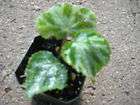 Begonia otto forester vivarium/Terra​rium/House plant