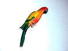 dollhouse miniature sun conure parrot bird miniatures returns not 