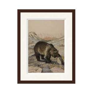    Grizzly Bear Inspecting A Rock Framed Giclee Print