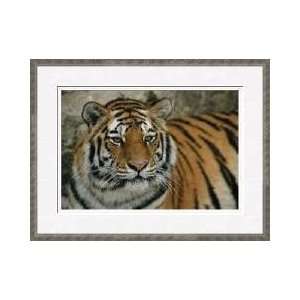 Siberian Tiger Framed Giclee Print