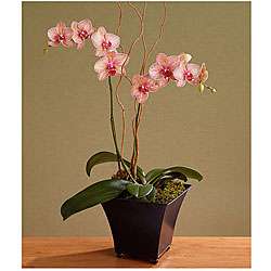 Potted Double stemmed Kaleidoscope Orchid  